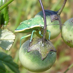chlorochroa sayi on solanum parishii - stink bug on parish nightshade chlorochroa sayi on solanum parishii